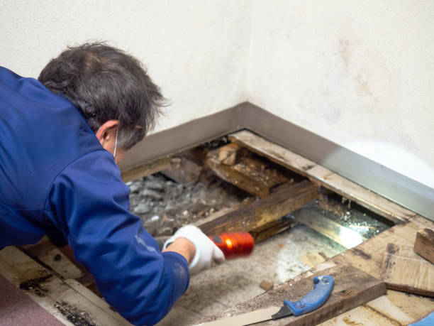 Certified Mold Removal in Wareham Center, MA