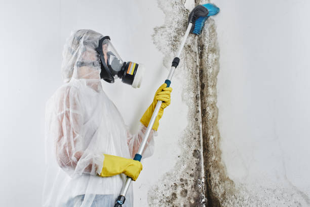 Best Residential Mold Removal  in Wareham Center, MA