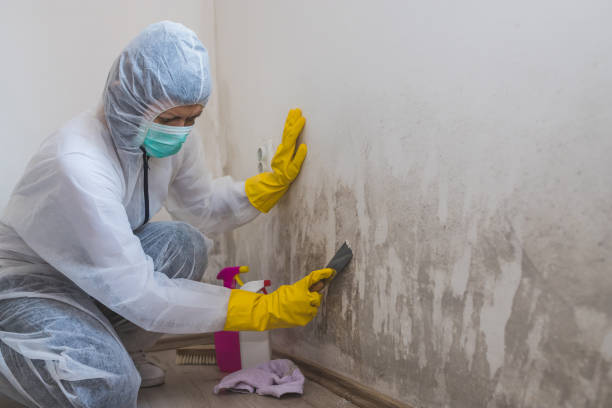 Best Mold Testing  in Wareham Center, MA