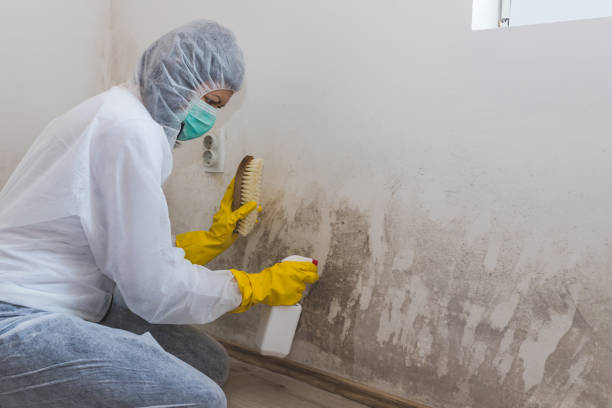 Best Home Mold Removal  in Wareham Center, MA