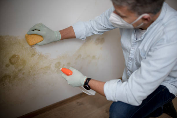 Best Certified Mold Removal  in Wareham Center, MA