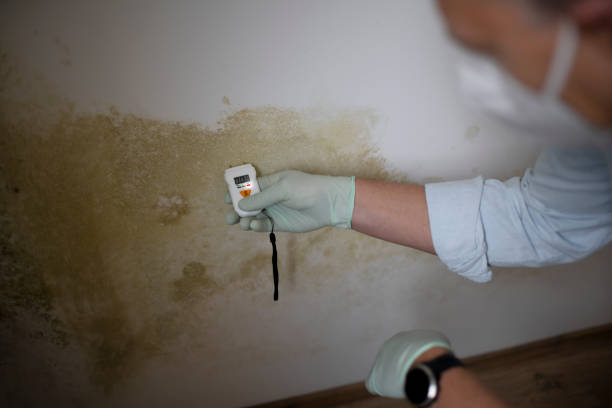 Wareham Center, MA Mold Removal Company