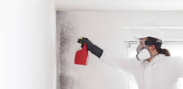 Best Mold Removal Specialists  in Wareham Center, MA