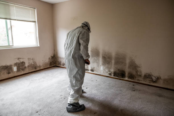 Best Mold Remediation  in Wareham Center, MA