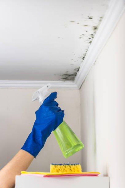 Best Mold Removal Company Near Me  in Wareham Center, MA