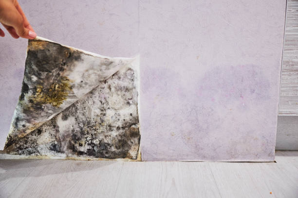 Best Same-Day Mold Removal  in Wareham Center, MA